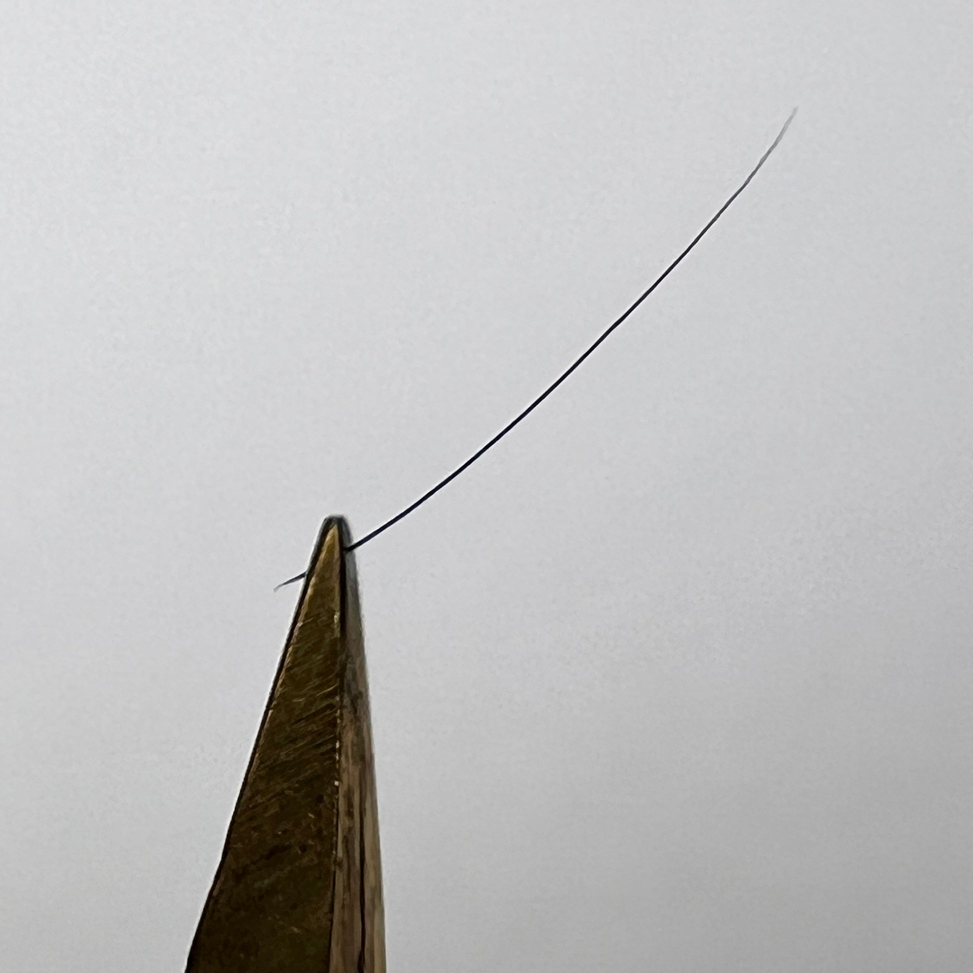 Closeup of Single I Curl Lash Held By A Tweezer